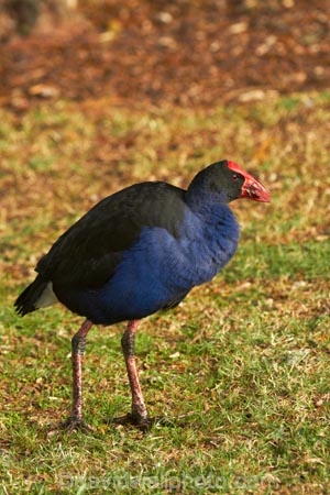 Porphyrio-porphyrio;Animal;animals;avian;bird;bird-spotting;bird-watching;bird_watching;birds;eco-tourism;eco_tourism;ecotourism;Fauna;N.Z.;Natural;Nature;New-Zealand;North-Is;North-Island;Nth-Is;NZ;Ornithology;pukeko;pukekos;purple-swamphen;Waikato;wild;wildlife