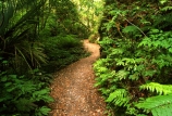 fern;ferns;flora;forest;forestry;forests;green;hike;hiking;lush;native-bush;outdoor;outdoors;track;tracks;undergrowth;walk;walking