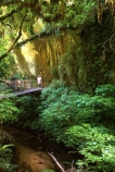 bridges;creek;creeks;fern;ferns;flora;forest;forestry;forests;green;hike;hiking;lush;native-bush;natural;nature;outdoor;outdoors;river;rivers;tourism;tourist;track;tracks;undergrowth;walk;walking;watercourse;waterway