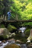 beautiful;beauty;bridge;bridges;brook;brooks;bush;cascade;cascades;creek;creeks;doc;endemic;fern;ferns;foot-bridge;foot-bridges;footbridge;footbridges;forest;forests;green;hike;hiker;hikers;hiking;hiking-track;hiking-tracks;Kaimai-Ranges;lush;Matamata;moss;native;native-bush;native-forest;natives;natural;nature;New-Zealand;north-is.;north-island;northland;pedestrian-bridge;pedestrian-bridges;ponga;punga;rain-forest;rain-forests;rain_forest;rain_forests;rainforest;rainforests;rapid;rapids;river;rivers;scene;scenic;stream;streams;swing-bridge;swing-bridges;timber;tracks;tramp;tramper;trampers;tramping;tree;tree-fern;tree-ferns;tree-trunk;tree-trunks;trees;trek;treker;trekers;treking;trekker;trekkers;trekking;trunk;trunks;verdant;Waikato;Wairere-Falls;Wairere-Falls-Scenic-Reserve;wairere-stream;walk;walker;walkers;walking;walking-track;walking-tracks;wire-bridge;wire-bridges;wood;woods