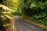 autuminal;autumn;autumn-colour;autumn-colours;autumnal;bend;bends;color;colors;colour;colours;corner;corners;deciduous;driving;fall;King-Country;leaf;leaves;Mokauiti;N.I.;N.Z.;New-Zealand;NI;North-Island;NZ;open-road;open-roads;Ramaroa-Road;road;road-trip;roads;season;seasonal;seasons;transport;transportation;travel;traveling;travelling;tree;trees;trip