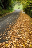 autuminal;autumn;autumn-colour;autumn-colours;autumnal;bend;bends;color;colors;colour;colours;corner;corners;deciduous;driving;fall;King-Country;leaf;leaves;Mokauiti;N.I.;N.Z.;New-Zealand;NI;North-Island;NZ;open-road;open-roads;Ramaroa-Road;road;road-trip;roads;season;seasonal;seasons;transport;transportation;travel;traveling;travelling;tree;trees;trip
