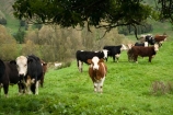 cattle;cow;cows;King-Country;N.I.;N.Z.;New-Zealand;NI;North-Island;NZ