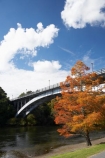 autuminal;autumn;autumn-colour;autumn-colours;autumnal;bridge;bridges;color;colors;colour;colours;deciduous;fall;Hamilton;leaf;leaves;N.I.;N.Z.;New-Zealand;NI;North-Island;NZ;orange;river;rivers;season;seasonal;seasons;tree;trees;Victoria-Bridge;Waikato;Waikato-River