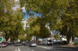 avenue;Cambridge;N.I.;N.Z.;New-Zealand;NI;North-Island;NZ;tree;trees;Waikato