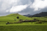 agricultural;agriculture;country;countryside;farm;farming;farmland;farms;field;fields;meadow;meadows;N.I.;N.Z.;New-Zealand;NI;North-Island;NZ;paddock;paddocks;pasture;pastures;rural;Waikato