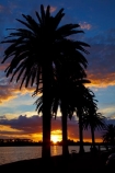 calm;cloud;clouds;dusk;evening;Hamilton-Lake;Hamilton-Lake-Domain;lake;Lake-Domain-Reserve;Lake-Hamilton;Lake-Rotoroa;lakes;N.Z.;New-Zealand;night;night_time;nightfall;North-Is;North-Island;Nth-Is;NZ;palm;palm-tree;palm-trees;palms;placid;quiet;reflected;reflection;reflections;serene;smooth;still;sunset;sunsets;tranquil;twilight;Waikato;water