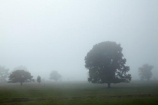 agricultural;agriculture;country;countryside;farm;farming;farmland;farms;field;fields;fog;foggy;Hamilton;meadow;meadows;mist;misty;N.Z.;New-Zealand;North-Is;North-Island;Nth-Is;NZ;paddock;paddocks;pasture;pastures;rural;tree;trees;Waikato;Waikato-Region