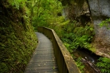 brook;brooks;bush;creek;creeks;green-lush;Mangapohue-Natural-Bridge;Mangapohue-Stream;N.Z.;native-bush;native-forest;New-Zealand;North-Is;North-Island;Nth-Is;NZ;stream;streams;track;tracks;verdant;Waikato;Waikato-Region;Waitomo-District;walking-track;walking-tracks