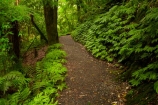 bush;green-lush;Mangapohue-Natural-Bridge;N.Z.;native-bush;native-forest;New-Zealand;North-Is;North-Island;Nth-Is;NZ;track;tracks;verdant;Waikato;Waikato-Region;Waitomo-District;walking-track;walking-tracks