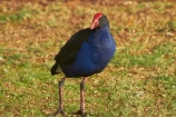 Porphyrio-porphyrio;Animal;animals;avian;bird;bird-spotting;bird-watching;bird_watching;birds;eco-tourism;eco_tourism;ecotourism;Fauna;N.Z.;Natural;Nature;New-Zealand;North-Is;North-Island;Nth-Is;NZ;Ornithology;pukeko;pukekos;purple-swamphen;Waikato;wild;wildlife