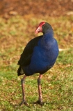 Porphyrio-porphyrio;Animal;animals;avian;bird;bird-spotting;bird-watching;bird_watching;birds;eco-tourism;eco_tourism;ecotourism;Fauna;N.Z.;Natural;Nature;New-Zealand;North-Is;North-Island;Nth-Is;NZ;Ornithology;pukeko;pukekos;purple-swamphen;Waikato;wild;wildlife
