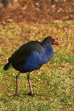 Porphyrio-porphyrio;Animal;animals;avian;bird;bird-spotting;bird-watching;bird_watching;birds;eco-tourism;eco_tourism;ecotourism;Fauna;N.Z.;Natural;Nature;New-Zealand;North-Is;North-Island;Nth-Is;NZ;Ornithology;pukeko;pukekos;purple-swamphen;Waikato;wild;wildlife
