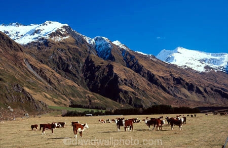 cow;cows;mountain;mountains;snow;snow-cap;snow-caps;snow-capped;snow_cap;snow_caps;snow_capped;winter;graze;grazing;farm;farms