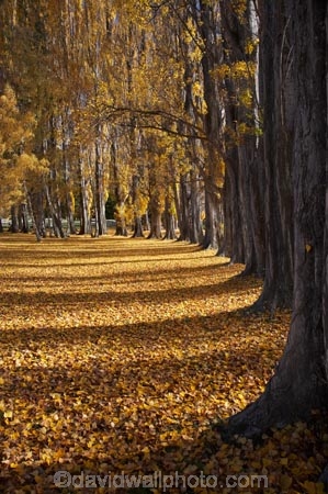 autuminal;autumn;autumn-colour;autumn-colours;autumn-leaves;autumnal;avenue;avenues;Central-Otago;color;colors;colour;colours;deciduous;fall;golden;Lake-Wanaka;leaf;leaves;N.Z.;New-Zealand;NZ;Otago;poplar;poplar-tree;poplar-trees;poplars;S.I.;season;seasonal;seasons;SI;South-Island;Southern-Lakes;Southern-Lakes-District;Southern-Lakes-Region;tree;trees;trunk;trunks;Wanaka;yellow