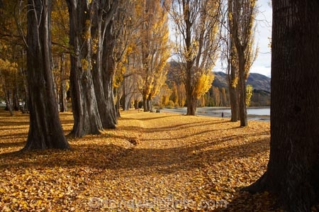 autuminal;autumn;autumn-colour;autumn-colours;autumn-leaves;autumnal;avenue;avenues;Central-Otago;color;colors;colour;colours;deciduous;fall;golden;Lake-Wanaka;leaf;leaves;N.Z.;New-Zealand;NZ;Otago;poplar;poplar-tree;poplar-trees;poplars;S.I.;season;seasonal;seasons;SI;South-Island;Southern-Lakes;Southern-Lakes-District;Southern-Lakes-Region;tree;trees;trunk;trunks;Wanaka;yellow