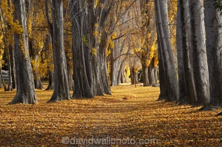 autuminal;autumn;autumn-colour;autumn-colours;autumn-leaves;autumnal;avenue;avenues;Central-Otago;color;colors;colour;colours;deciduous;fall;golden;Lake-Wanaka;leaf;leaves;N.Z.;New-Zealand;NZ;Otago;poplar;poplar-tree;poplar-trees;poplars;S.I.;season;seasonal;seasons;SI;South-Island;Southern-Lakes;Southern-Lakes-District;Southern-Lakes-Region;tree;trees;trunk;trunks;Wanaka;yellow