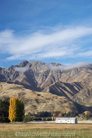 agricultural;agriculture;autuminal;autumn;autumn-colour;autumn-colours;autumnal;Central-Otago;color;colors;colour;colours;country;countryside;deciduous;fall;farm;Farm-Building;Farm-Buildings;Farm-Shed;Farm-Sheds;farming;farmland;farms;field;fields;Grandview-Mountain;Hawea;leaf;leaves;meadow;meadows;N.Z.;New-Zealand;NZ;Otago;paddock;paddocks;pasture;pastures;rural;S.I.;season;seasonal;seasons;Shearing-Shed;Shearing-Sheds;Sheep-Shed;Sheep-Sheds;SI;South-Island;Southern-Lakes;Southern-Lakes-District;Southern-Lakes-Region;tree;trees;Wool-Shed;Wool-Sheds