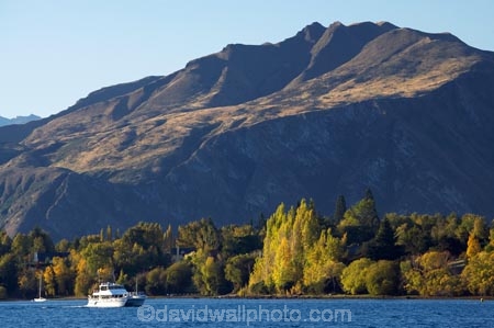 autuminal;autumn;autumn-colour;autumn-colours;autumnal;boat;boats;catermaran;catermarans;color;colors;colour;colours;deciduous;fall;lake;Lake-Wanaka;lakes;N.Z.;New-Zealand;NZ;Otago;S.I.;season;seasonal;seasons;SI;South-Is.;South-Island;Southern-Lakes-District;Southern-Lakes-Region;The-Peninsula;tree;trees;Wanaka