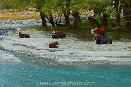 agricultural;agriculture;animal;animals;cattle;country;countryside;cow;cows;farm;farming;farmland;farms;Herbivore;Herbivores;Herbivorous;livestock;mammal;mammals;Matukituki-River;Matukituki-River-West-Branch;Matukituki-Valley;N.Z.;New-Zealand;NZ;Otago;rural;S.I.;SI;South-Is;South-Island;Southern-Lakes-Region;Sth-Is;stock;Wanaka;West-Branch-Matukituki-River