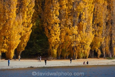 autuminal;autumn;autumn-colour;autumn-colours;autumnal;Central-Otago;color;colors;colour;colours;deciduous;fall;gold;golden;lake;Lake-Wanaka;lakes;leaf;leaves;N.Z.;New-Zealand;NZ;Otago;people;person;photographer;photographers;poplar;poplar-tree;poplar-trees;poplars;S.I.;season;seasonal;seasons;SI;South-Is.;South-Island;Southern-Lakes;Southern-Lakes-District;Southern-Lakes-Region;Sth-Is;still;tourism;tourist;tourists;tree;trees;Wanaka;water;yellow