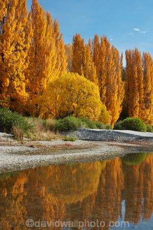 autuminal;autumn;autumn-colour;autumn-colours;autumnal;calm;Central-Otago;color;colors;colour;colours;deciduous;fall;gold;golden;lake;Lake-Wanaka;lakes;leaf;leaves;N.Z.;New-Zealand;NZ;Otago;placid;poplar;poplar-tree;poplar-trees;poplars;quiet;reflected;reflection;reflections;S.I.;season;seasonal;seasons;serene;SI;smooth;South-Is.;South-Island;Southern-Lakes;Southern-Lakes-District;Southern-Lakes-Region;Sth-Is;still;tranquil;tree;trees;Wanaka;water;yellow