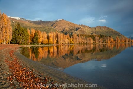 autuminal;autumn;autumn-colour;autumn-colours;autumnal;calm;Central-Otago;color;colors;colour;colours;deciduous;fall;gold;golden;lake;Lake-Wanaka;lakes;leaf;leaves;Mount-Alpha;Mt-Alpha;Mt.-Alpha;N.Z.;New-Zealand;NZ;Otago;placid;poplar;poplar-tree;poplar-trees;poplars;quiet;reflected;reflection;reflections;S.I.;season;seasonal;seasons;serene;SI;smooth;South-Is.;South-Island;Southern-Lakes;Southern-Lakes-District;Southern-Lakes-Region;Sth-Is;still;tranquil;tree;trees;Wanaka;water;yellow