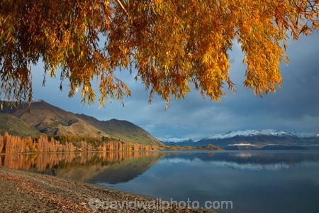 autuminal;autumn;autumn-colour;autumn-colours;autumnal;Buchanan-Mountains;Buchanan-Peaks;calm;Central-Otago;cloud;clouds;cloudy;color;colors;colour;colours;deciduous;fall;gold;golden;gray;grey;lake;Lake-Wanaka;lakes;leaf;leaves;mountain;mountains;N.Z.;New-Zealand;NZ;Otago;overcast;placid;poplar;poplar-tree;poplar-trees;poplars;quiet;reflected;reflection;reflections;season;seasonal;seasons;serene;SI;sky;smooth;snow;snow-capped;snowy;South-Island;Sth-Is;still;tranquil;tree;trees;Wanaka;water;willow;willow-tree;willow-trees;willows;yellow