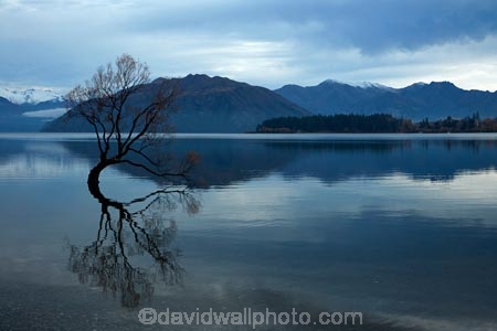 calm;Central-Otago;cloud;clouds;cloudy;lake;Lake-Wanaka;lakes;N.Z.;New-Zealand;NZ;Otago;placid;quiet;reflected;reflection;reflections;serene;SI;smooth;South-Island;Sth-Is;still;that-tree;that-wanaka-tree;thattree;thatwanakatree;tranquil;tree;tree-in-lake;trees;Wanaka;Wanaka-Tree;water;willow;willow-tree;willow-trees;willows