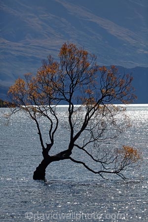 autuminal;autumn;autumn-colour;autumn-colours;autumnal;Central-Otago;color;colors;colour;colours;deciduous;fall;gold;golden;lake;Lake-Wanaka;lakes;leaf;leaves;N.Z.;New-Zealand;NZ;Otago;season;seasonal;seasons;SI;South-Island;Sth-Is;that-tree;that-wanaka-tree;thattree;thatwanakatree;tree;tree-in-lake;trees;Wanaka;Wanaka-Tree;willow;willow-tree;willow-trees;willows;yellow