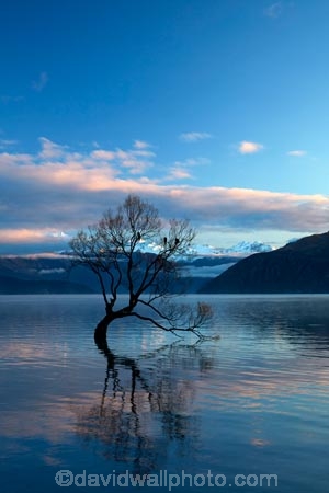 calm;Central-Otago;lake;Lake-Wanaka;lakes;N.Z.;New-Zealand;NZ;Otago;placid;quiet;reflected;reflection;reflections;serene;SI;smooth;South-Island;Sth-Is;still;that-tree;that-wanaka-tree;thattree;thatwanakatree;tranquil;tree;tree-in-lake;trees;Wanaka;Wanaka-Tree;water;willow;willow-tree;willow-trees;willows