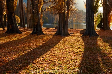 autuminal;autumn;autumn-colour;autumn-colours;autumn-leaves;autumnal;avenue;avenues;Central-Otago;color;colors;colour;colours;deciduous;fall;gold;golden;lake;Lake-Wanaka;lakes;leaf;leaves;N.Z.;New-Zealand;NZ;Otago;poplar;poplar-tree;poplar-trees;poplars;S.I.;season;seasonal;seasons;shadow;shadows;SI;South-Island;Southern-Lakes;Southern-Lakes-District;Southern-Lakes-Region;Sth-Is;tree;trees;trunk;trunks;Wanaka;yellow