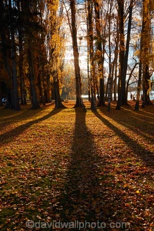 autuminal;autumn;autumn-colour;autumn-colours;autumn-leaves;autumnal;avenue;avenues;Central-Otago;color;colors;colour;colours;deciduous;fall;gold;golden;Lake-Wanaka;leaf;leaves;N.Z.;New-Zealand;NZ;Otago;poplar;poplar-tree;poplar-trees;poplars;S.I.;season;seasonal;seasons;shadow;shadows;SI;South-Island;Southern-Lakes;Southern-Lakes-District;Southern-Lakes-Region;Sth-Is;tree;trees;trunk;trunks;Wanaka;yellow