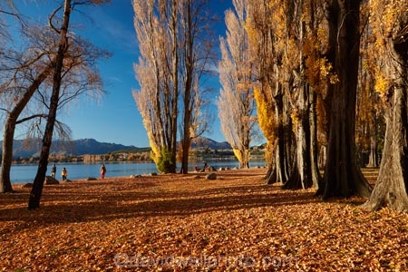 autuminal;autumn;autumn-colour;autumn-colours;autumn-leaves;autumnal;avenue;avenues;Central-Otago;color;colors;colour;colours;deciduous;fall;gold;golden;lake;Lake-Wanaka;lakes;leaf;leaves;N.Z.;New-Zealand;NZ;Otago;poplar;poplar-tree;poplar-trees;poplars;S.I.;season;seasonal;seasons;SI;South-Island;Southern-Lakes;Southern-Lakes-District;Southern-Lakes-Region;Sth-Is;tree;trees;trunk;trunks;Wanaka;yellow