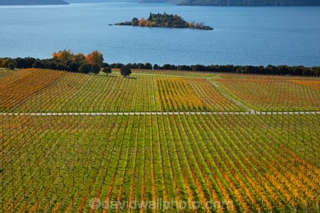 agricultural;agriculture;autuminal;autumn;autumn-colour;autumn-colours;autumnal;Central-Otago;Central-Otago-Vineyard;Central-Otago-Vineyards;Central-Otago-Winery;Central-Otago-Winerys;color;colors;colour;colours;country;countryside;crop;crops;cultivation;deciduous;fall;farm;farming;farmland;farms;field;fields;gold;golden;grape;grapes;grapevine;horticulture;lake;Lake-Wanaka;lakes;leaf;leaves;N.Z.;New-Zealand;NZ;Otago;Rippon;Rippon-Vineyard;row;rows;Ruby-Is;Ruby-Island;rural;season;seasonal;seasons;SI;South-Island;Sth-Is;tree;trees;vine;vines;vineyard;vineyards;vintage;Wanaka;wine;wineries;winery;wines;yellow