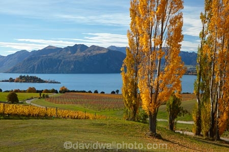 agricultural;agriculture;autuminal;autumn;autumn-colour;autumn-colours;autumnal;Central-Otago;Central-Otago-Vineyard;Central-Otago-Vineyards;Central-Otago-Winery;Central-Otago-Winerys;color;colors;colour;colours;country;countryside;crop;crops;cultivation;deciduous;fall;farm;farming;farmland;farms;field;fields;gold;golden;grape;grapes;grapevine;horticulture;lake;Lake-Wanaka;lakes;leaf;leaves;N.Z.;New-Zealand;NZ;Otago;poplar;poplar-tree;poplar-trees;poplars;Rippon;Rippon-Vineyard;row;rows;Ruby-Is;Ruby-Island;rural;season;seasonal;seasons;SI;South-Island;Sth-Is;tree;trees;vine;vines;vineyard;vineyards;vintage;Wanaka;wine;wineries;winery;wines;yellow