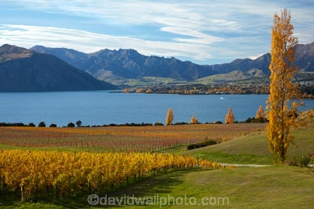 agricultural;agriculture;autuminal;autumn;autumn-colour;autumn-colours;autumnal;Central-Otago;Central-Otago-Vineyard;Central-Otago-Vineyards;Central-Otago-Winery;Central-Otago-Winerys;color;colors;colour;colours;country;countryside;crop;crops;cultivation;deciduous;fall;farm;farming;farmland;farms;field;fields;gold;golden;grape;grapes;grapevine;horticulture;lake;Lake-Wanaka;lakes;leaf;leaves;N.Z.;New-Zealand;NZ;Otago;poplar;poplar-tree;poplar-trees;poplars;Rippon;Rippon-Vineyard;row;rows;rural;season;seasonal;seasons;SI;South-Island;Sth-Is;tree;trees;vine;vines;vineyard;vineyards;vintage;Wanaka;wine;wineries;winery;wines;yellow