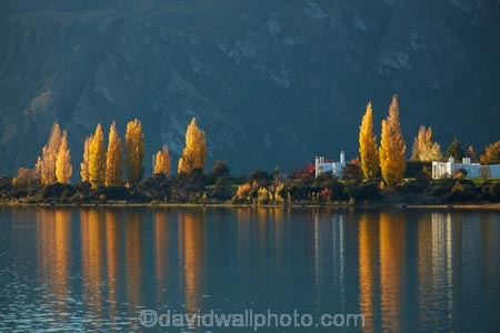 autuminal;autumn;autumn-colour;autumn-colours;autumnal;Bremner-Bay;calm;Central-Otago;color;colors;colour;colours;deciduous;fall;gold;golden;lake;Lake-Wanaka;lakes;leaf;leaves;N.Z.;New-Zealand;NZ;Otago;placid;poplar;poplar-tree;poplar-trees;poplars;quiet;reflected;reflection;reflections;S.I.;season;seasonal;seasons;serene;SI;smooth;South-Is.;South-Island;Southern-Lakes;Southern-Lakes-District;Southern-Lakes-Region;Sth-Is;still;tranquil;tree;trees;Wanaka;water;yellow