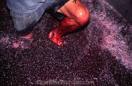 Central-Otago-vineyards;crop;crops;cultivation;foot;grape;grapes;grapevine;harvest;harvested;harvesting;horticulture;leg;press;pressing;red;rural;traditional-method;tradtition;trample;trampling;tread;vine;vines;vineyard;vineyards;vintage;wine;wineries;winery;wines