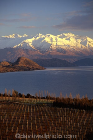 crop;crops;cultivation;farm;farming;farms;field;fields;grape;grapes;grapevine;horticulture;lake;lakes;leaf;leaves;mountain;mountains;row;rows;rural;snow;vine;vines;vineyard;vineyards;vintage;wine;wineries;winery;wines;winter