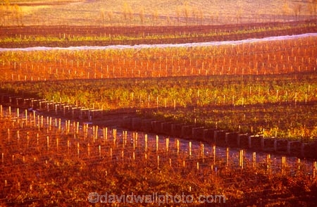 bronze;color;colors;colour;colours;crop;crops;cultivation;farm;farming;farms;field;fields;grape;grapes;grapevine;horticulture;image;images;n.z;n.z.;new-zealand;nz;orange;otago;pattern;patterns;photo;photos;picture;pictures;red;rippon-vineyard;row;rows;rural;vine;vines;vineyard;vineyards;vintage;wanaka;wine;wineries;winery;wines;winter