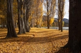 autuminal;autumn;autumn-colour;autumn-colours;autumn-leaves;autumnal;avenue;avenues;Central-Otago;color;colors;colour;colours;deciduous;fall;golden;Lake-Wanaka;leaf;leaves;N.Z.;New-Zealand;NZ;Otago;poplar;poplar-tree;poplar-trees;poplars;S.I.;season;seasonal;seasons;SI;South-Island;Southern-Lakes;Southern-Lakes-District;Southern-Lakes-Region;tree;trees;trunk;trunks;Wanaka;yellow
