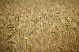agricultural;agriculture;barley;country;countryside;crop;crops;farm;farming;farmland;farms;field;fields;horticulture;meadow;meadows;N.Z.;New-Zealand;NZ;Otago;paddock;paddocks;pasture;pastures;rural;S.I.;SI;South-Island;wheat