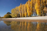 autuminal;autumn;autumn-colour;autumn-colours;autumnal;calm;Central-Otago;color;colors;colour;colours;deciduous;fall;female;girl;girls;golden;lake;Lake-Wanaka;lakes;leaf;leaves;N.Z.;New-Zealand;NZ;Otago;people;person;persons;placid;poplar;poplar-tree;poplar-trees;poplars;quiet;reflection;reflections;S.I.;season;seasonal;seasons;serene;SI;smooth;South-Is.;South-Island;Southern-Lakes;Southern-Lakes-District;Southern-Lakes-Region;still;tranquil;tree;trees;Wanaka;water;woman;women;yellow