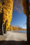 autuminal;autumn;autumn-colour;autumn-colours;autumnal;Central-Otago;color;colors;colour;colours;deciduous;fall;golden;lake;Lake-Wanaka;lakes;leaf;leaves;N.Z.;New-Zealand;NZ;Otago;poplar;poplar-tree;poplar-trees;poplars;S.I.;season;seasonal;seasons;SI;South-Is.;South-Island;Southern-Lakes;Southern-Lakes-District;Southern-Lakes-Region;tree;trees;Wanaka;yellow