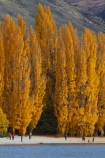 autuminal;autumn;autumn-colour;autumn-colours;autumnal;Central-Otago;color;colors;colour;colours;deciduous;fall;gold;golden;lake;Lake-Wanaka;lakes;leaf;leaves;N.Z.;New-Zealand;NZ;Otago;people;person;photographer;photographers;poplar;poplar-tree;poplar-trees;poplars;S.I.;season;seasonal;seasons;SI;South-Is.;South-Island;Southern-Lakes;Southern-Lakes-District;Southern-Lakes-Region;Sth-Is;still;tourism;tourist;tourists;tree;trees;Wanaka;water;yellow