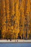 autuminal;autumn;autumn-colour;autumn-colours;autumnal;Central-Otago;color;colors;colour;colours;deciduous;fall;gold;golden;lake;Lake-Wanaka;lakes;leaf;leaves;N.Z.;New-Zealand;NZ;Otago;people;person;photographer;photographers;poplar;poplar-tree;poplar-trees;poplars;S.I.;season;seasonal;seasons;SI;South-Is.;South-Island;Southern-Lakes;Southern-Lakes-District;Southern-Lakes-Region;Sth-Is;still;tourism;tourist;tourists;tree;trees;Wanaka;water;yellow