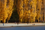 autuminal;autumn;autumn-colour;autumn-colours;autumnal;Central-Otago;color;colors;colour;colours;deciduous;fall;gold;golden;lake;Lake-Wanaka;lakes;leaf;leaves;N.Z.;New-Zealand;NZ;Otago;people;person;photographer;photographers;poplar;poplar-tree;poplar-trees;poplars;S.I.;season;seasonal;seasons;SI;South-Is.;South-Island;Southern-Lakes;Southern-Lakes-District;Southern-Lakes-Region;Sth-Is;still;tourism;tourist;tourists;tree;trees;Wanaka;water;yellow