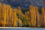 autuminal;autumn;autumn-colour;autumn-colours;autumnal;Central-Otago;color;colors;colour;colours;deciduous;fall;gold;golden;lake;Lake-Wanaka;lakes;leaf;leaves;N.Z.;New-Zealand;NZ;Otago;people;person;photographer;photographers;poplar;poplar-tree;poplar-trees;poplars;S.I.;season;seasonal;seasons;SI;South-Is.;South-Island;Southern-Lakes;Southern-Lakes-District;Southern-Lakes-Region;Sth-Is;still;tourism;tourist;tourists;tree;trees;Wanaka;water;yellow