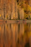 autuminal;autumn;autumn-colour;autumn-colours;autumnal;calm;Central-Otago;color;colors;colour;colours;deciduous;fall;gold;golden;lake;Lake-Wanaka;lakes;leaf;leaves;N.Z.;New-Zealand;NZ;Otago;people;person;photographer;photographers;placid;poplar;poplar-tree;poplar-trees;poplars;quiet;reflected;reflection;reflections;S.I.;season;seasonal;seasons;serene;SI;smooth;South-Is.;South-Island;Southern-Lakes;Southern-Lakes-District;Southern-Lakes-Region;Sth-Is;still;tourism;tourist;tourists;tranquil;tree;trees;Wanaka;water;yellow